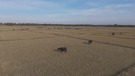serene landscape view of vijayawada’s countryside farmlands with cows