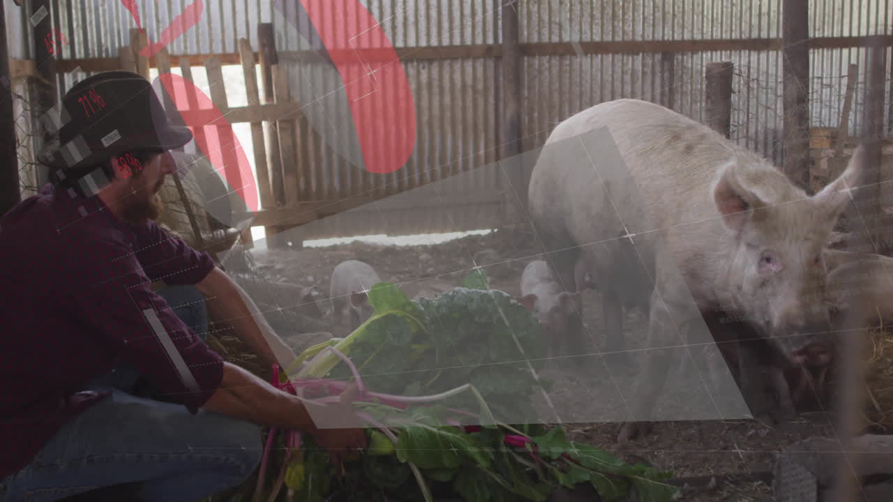 Pig eating greens in barn with financial data animation overlay