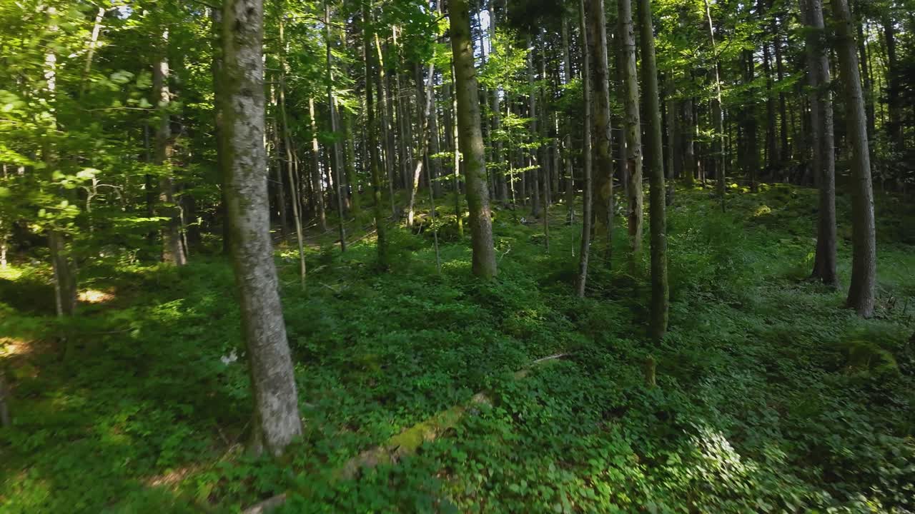 Volo veloce attraverso una fitta foresta tra gli alberi con un drone FPV che si muove agilmente tra la densa boscaglia di una cava, con la luce del sole che filtra tra gli alberi e il fogliame.