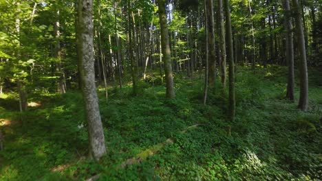 Fast-flight-through-a-thick-forest-between-trees-with-an-FPV-drone-weaving-between-dense-quarry-woodland-with-sunlight-shining-through-trees-and-foliage