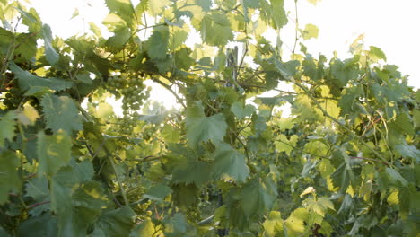 close ups in vineyard at dusk