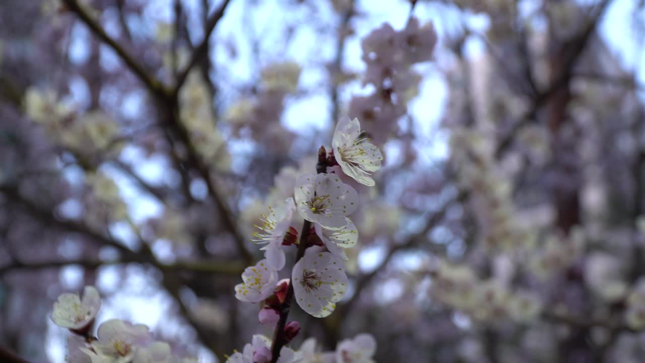 Splendido primo piano di fiori di ciliegio su sfondo sfocato