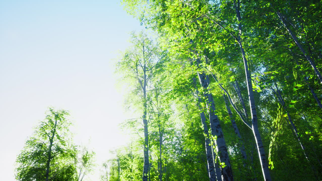 First spring greens in birch grove