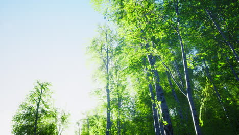 first spring greens in birch grove