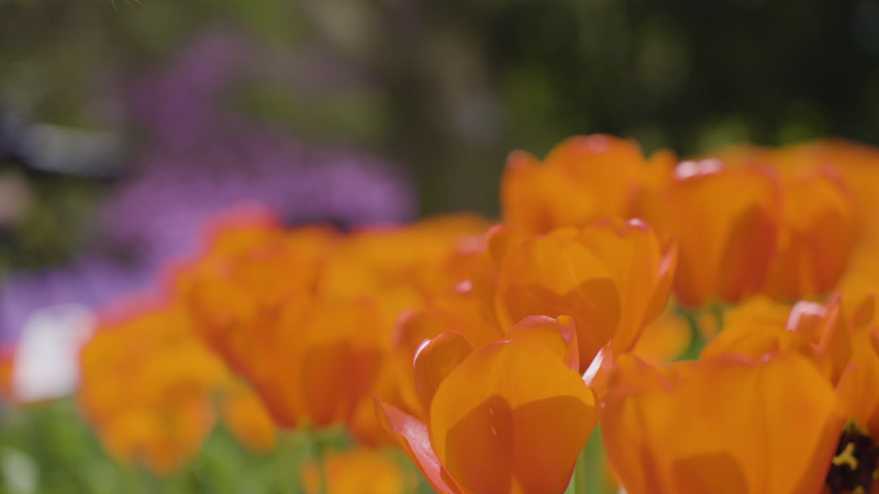 Slow motion close-up shot of a woman smelling the fulled bloomed tulips in Kyoto