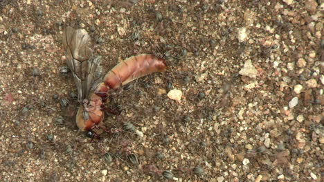 hormigas arrastrando macho hormiga conductora muerta en el suelo de la sabana africana, de cerca