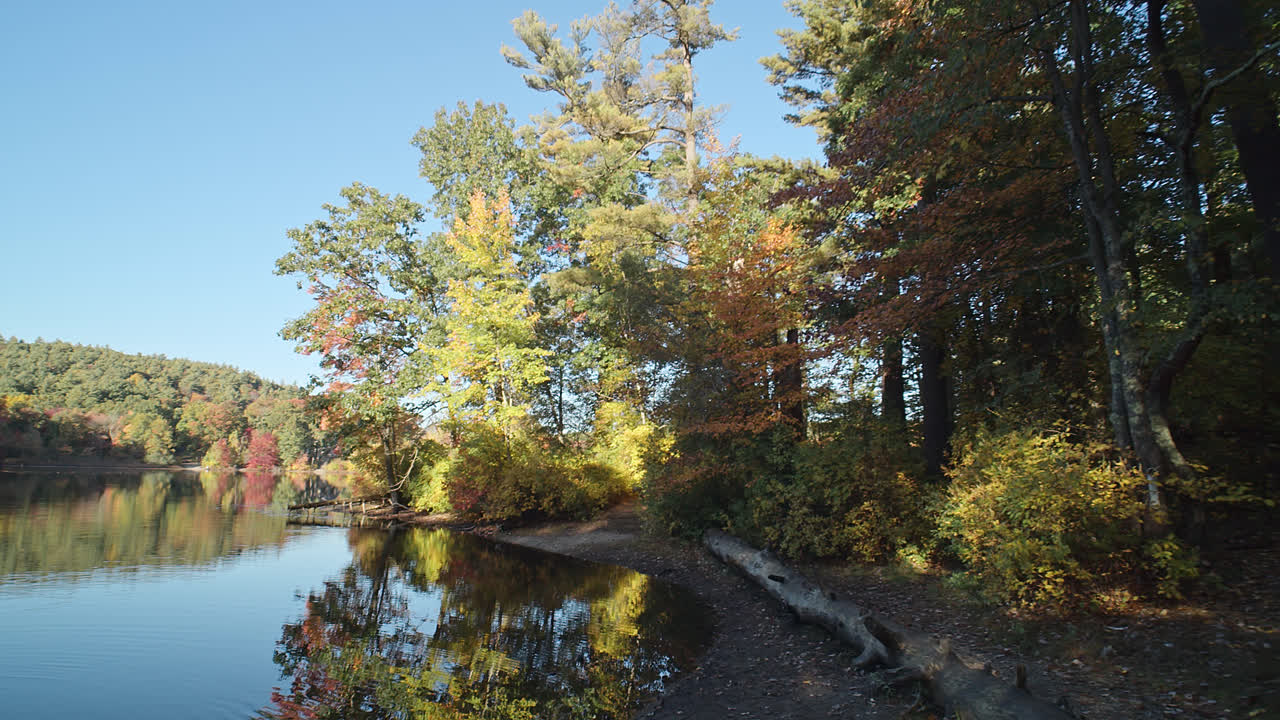 카메라가 천천히 패닝하고 개가 아름다운 뉴잉글랜드 장면을 위해 물 속에 서 있을 때 잔잔한 호수가 단풍 사이에 앉아 있습니다.