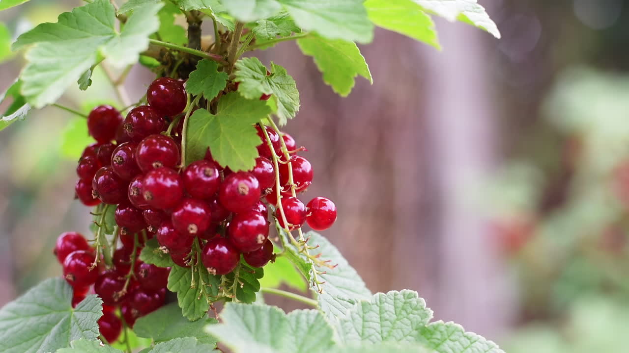 Close up of ripe cranberries on a branch in the garden