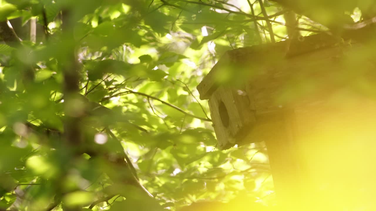 Silent exit, mother bird in forest light, brown-green mood
