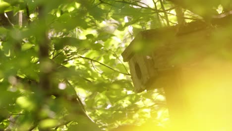 silent exit, mother bird in forest light, brown-green mood