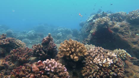 Primer-Plano-De-Un-Gran-Pulpo-De-Arrecife-Salvaje-Que-Cambia-De-Color-De-Camuflaje,-Patrones-Y-Textura-De-Su-Piel,-Colorido-Arrecife-De-Coral-Tropical