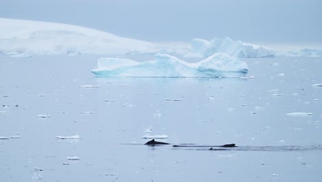 Ballenas-Jorobadas-En-La-Antártida,-Fauna-Marina-De-La-Península-Antártica,-Espalda-De-Ballena-Y-Aleta-Dorsal-Saliendo-A-La-Superficie-Mientras-Nadan-En-Hielo-En-Un-Hermoso-Paisaje,-Agua-De-Mar-Azul-En-El-área-De-Conservación-Marina