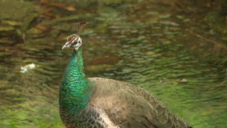 Female-Indian-Peafowl-Standing-Near-Creek.-Close-up-Shot