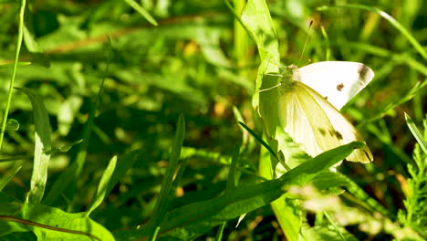 Kohlschmetterling-Sitzt-An-Einem-Sonnigen-Morgen-Auf-Grünem-Laub