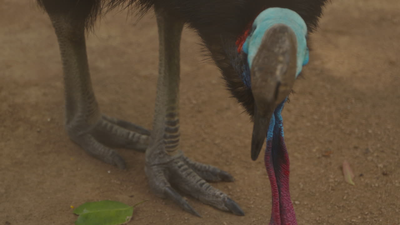 Close up, A Cassowary looks around and pecks for food on the ground of its enclosure at Billabong sanctuary in Townsville, Australia