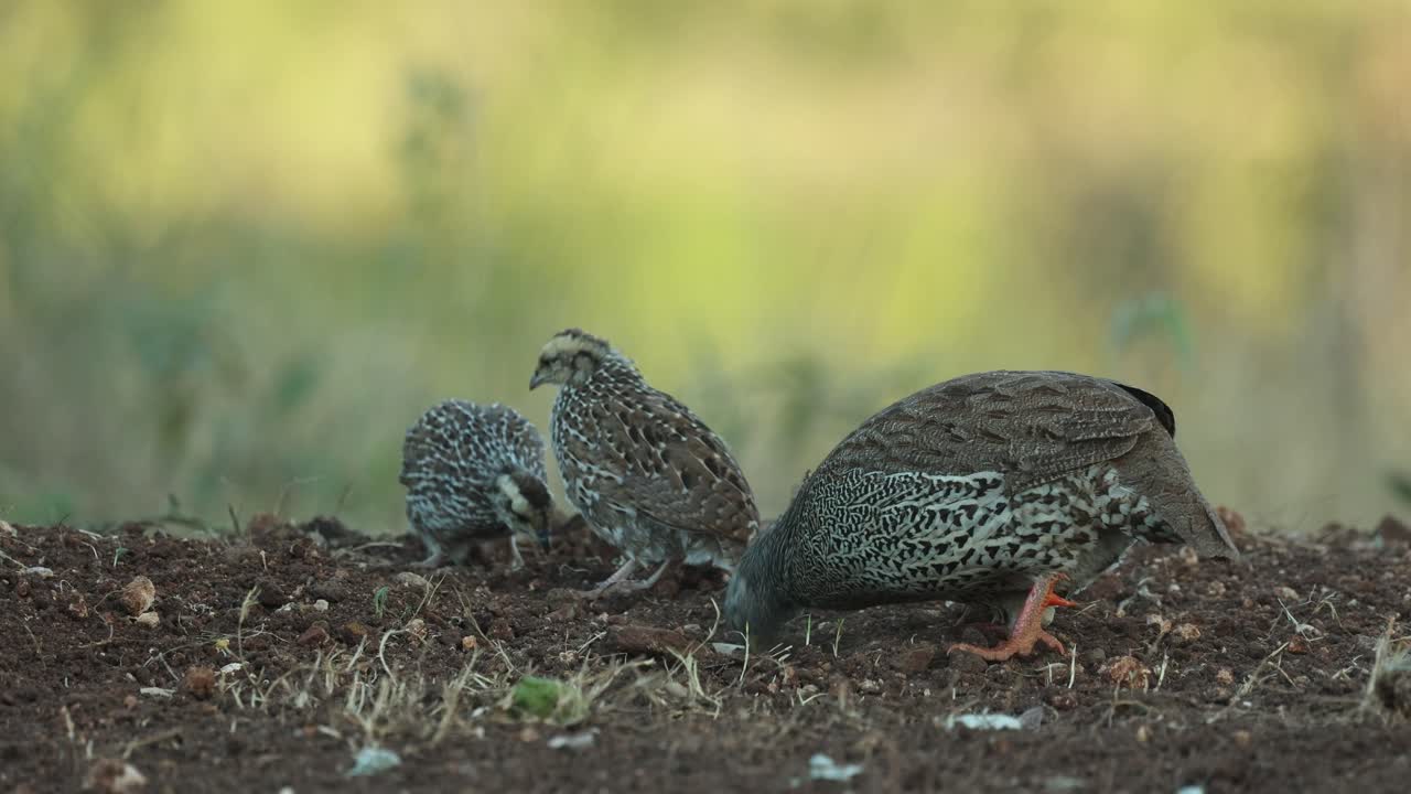 Wide shot of a female Natal spur fowl and her chicks scratching the ground and foraging for food, Greater Kruger