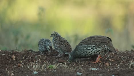 wide shot of a female natal spur fowl and her chicks scratching the ground and foraging for food, greater kruger