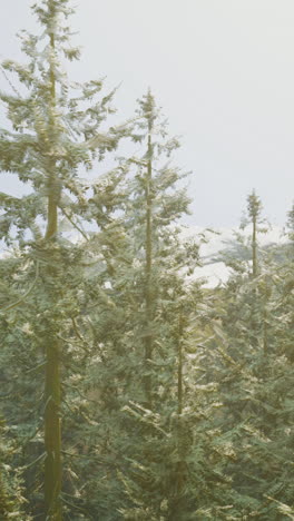 snow-covered evergreen trees in a winter forest