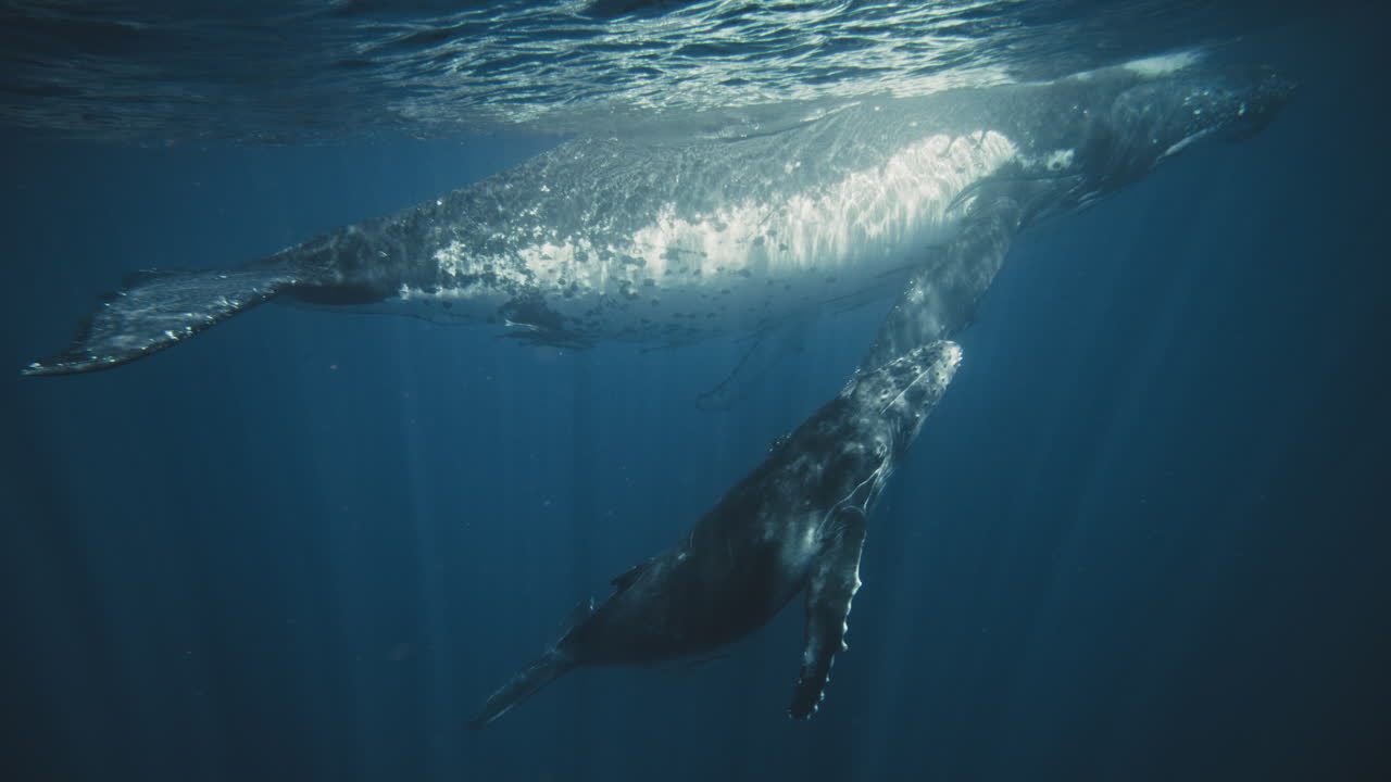 Humpback whale calf rises to srface as mother breathes resting, light rays punch through water