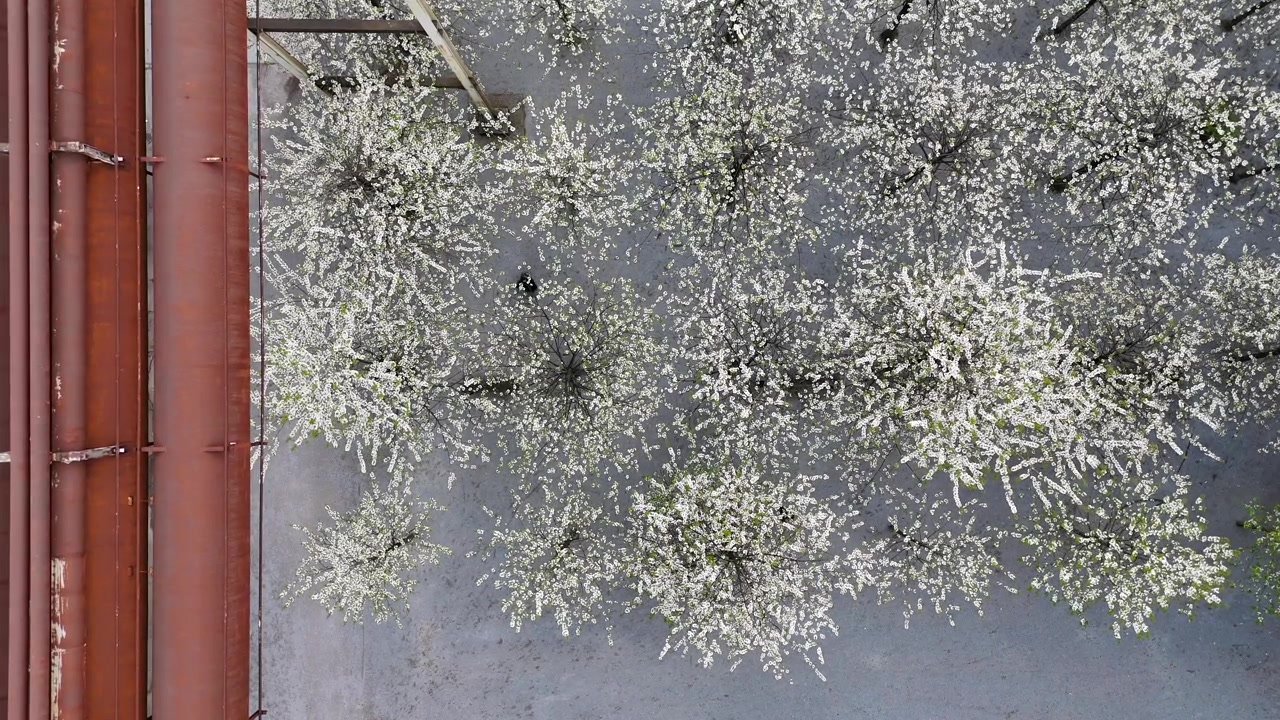 Composizione aerea statica di alberi in fiore con una persona solitaria che attraversa l'inquadratura.