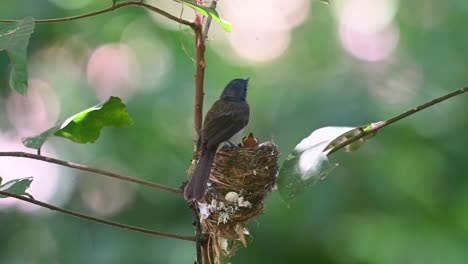 Schwarznackenmonarch,-Hypothymis-Azurea,-Nationalpark-Kaeng-Krachan,-Thailand