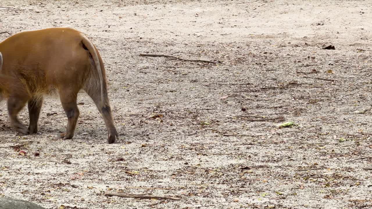 Un potamocero cammina in un recinto sabbioso durante il giorno a Singapore