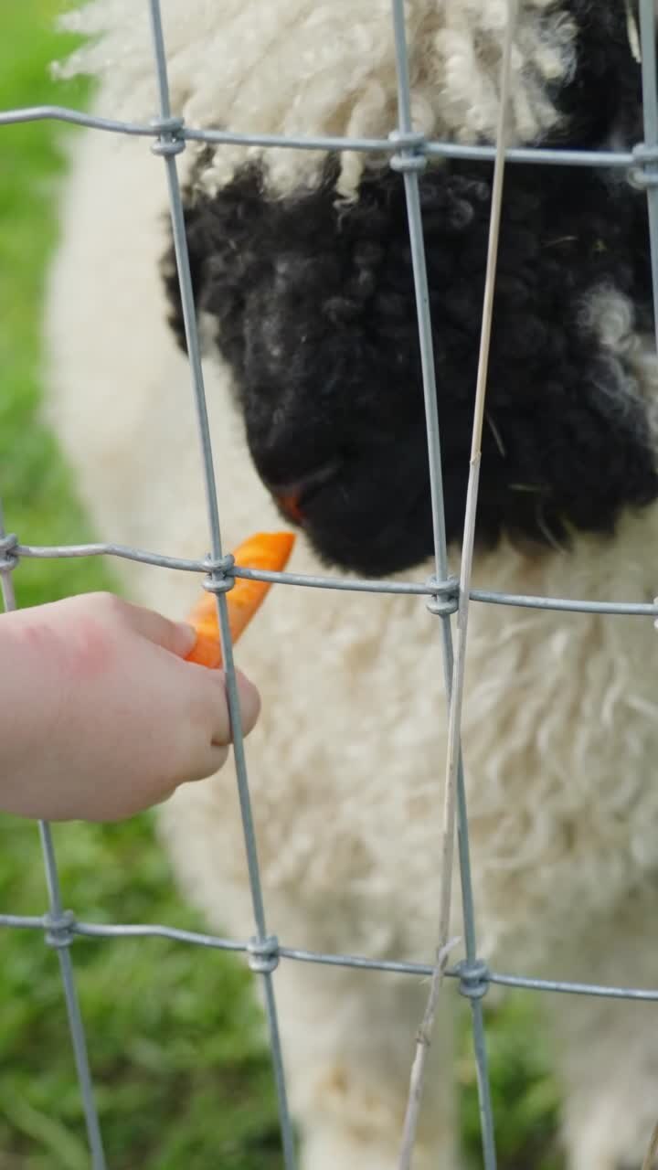 Vertikale Nahaufnahme eines Walliser Schwarznasenschafs (Ovis aries), das eine Karotte aus der Hand eines kleinen Kindes durch einen Metallzaun nimmt, wobei lockige Wolle und das schwarze Gesicht sichtbar sind. Interaktion einer Schweizer Hausrasse mit Doppelnutzung.