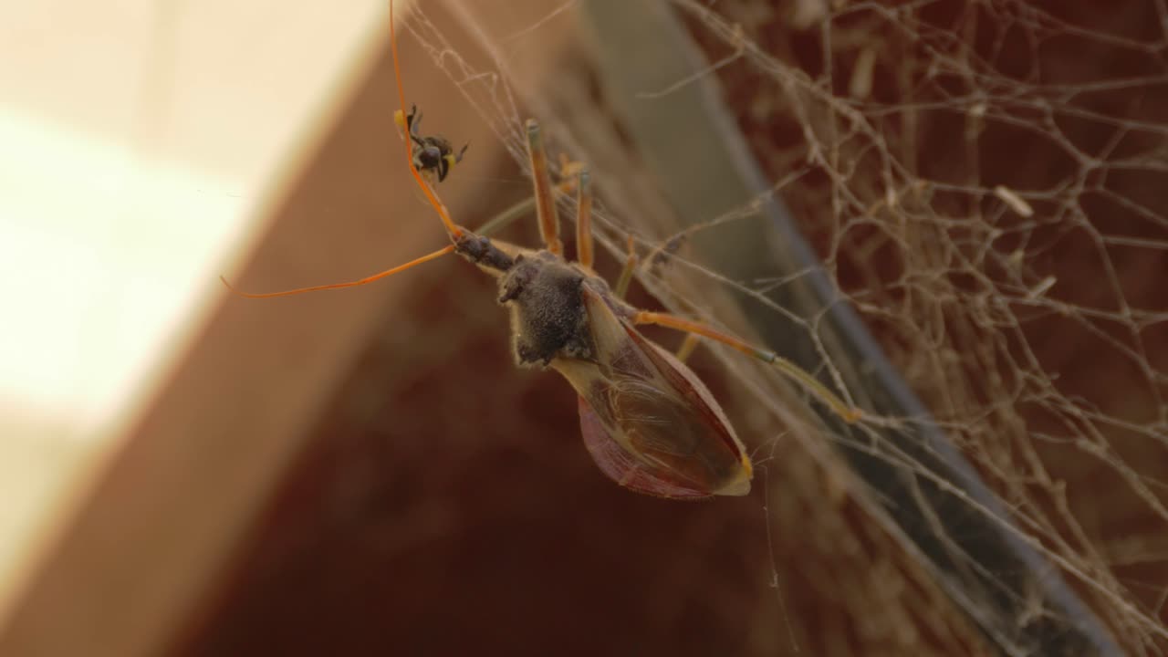 insecto asesino común comiendo una abeja sin aguijón australiana nativa en la web - insectos en australia - cerrar