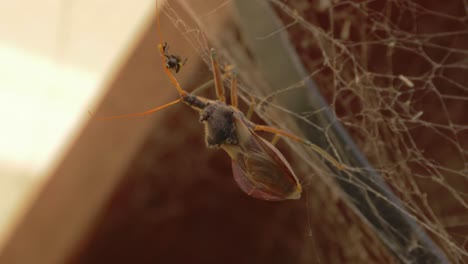 Common-Assassin-Bug-Eating-A-Native-Australian-Stingless-Bee-On-The-Web---Insects-In-Australia---close-up