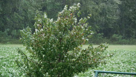 pequeño árbol que sopla durante el huracán florencia