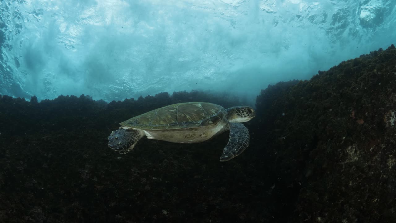 A unique view of crashing waves above a sea turtle as it floats in the blue ocean water