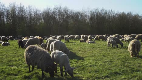 a flock of sheep is standing on grasslands