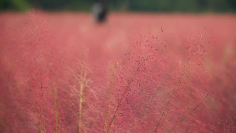 Nahaufnahme-Von-Rosa-Muhly-Gras-Auf-Der-Kräuterinselfarm-In-Pocheon,-Korea