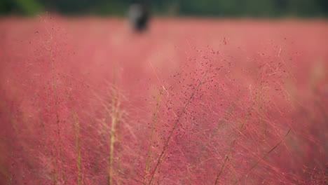 primer plano de la hierba rosa muhly en la granja de la isla de las hierbas en pocheon, corea