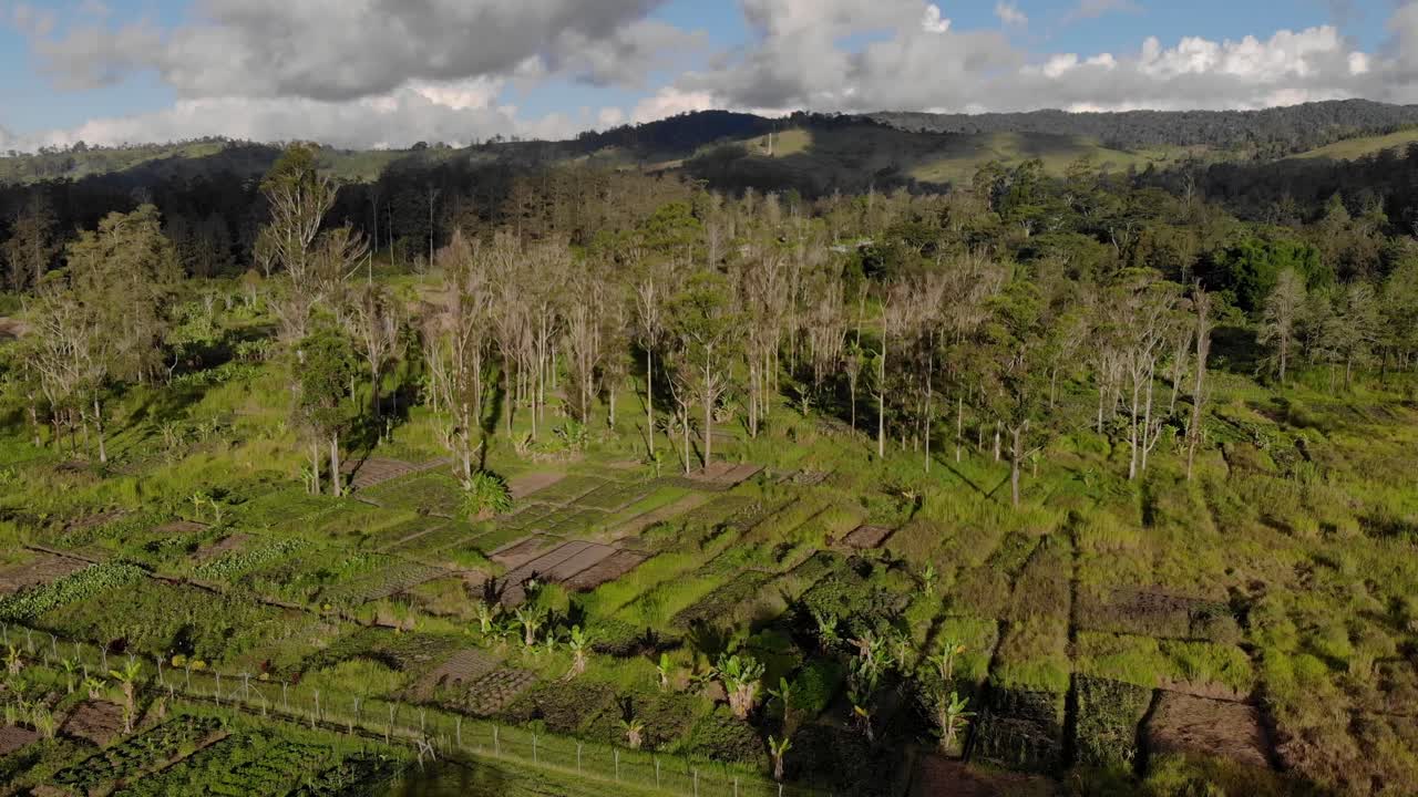 Descending aerial green Papua New Guinea landscape with mountains, trees and gardens