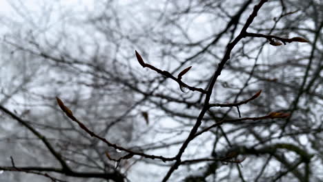 slowly moving dark wet branches with on the background high trees on a cloudy day in górowo iławeckie