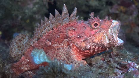 pink mediterranean scorpionfish opening mouth on coral reef