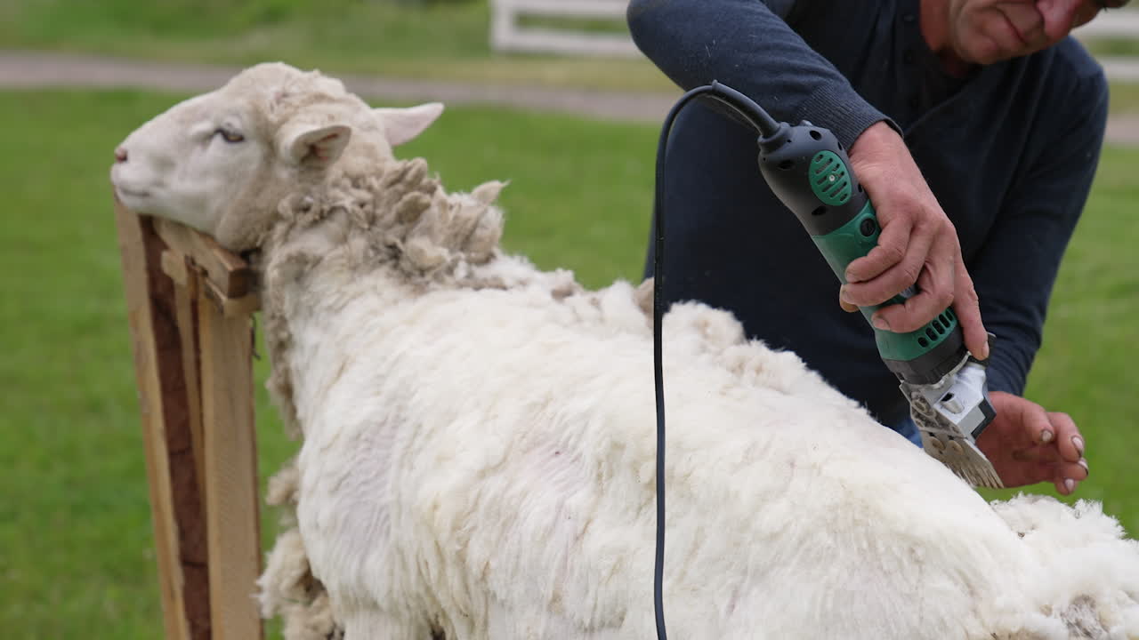 Man is cutting wool on a sheep with professional machine. White sheep standing calm while wool is shearing with electric clipper on a farm.