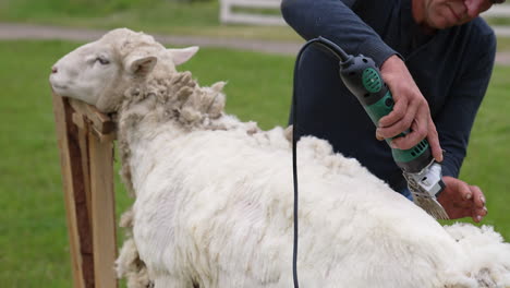 man is cutting wool on a sheep with professional machine. white sheep standing calm while wool is shearing with electric clipper on a farm.