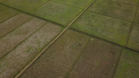 Spinning-aerial-shot-of-water-buffalo-grazing-on-rice-field,-Java,-Indonesia