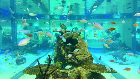 4khd winter 2020 mall fish tank okinawa japan