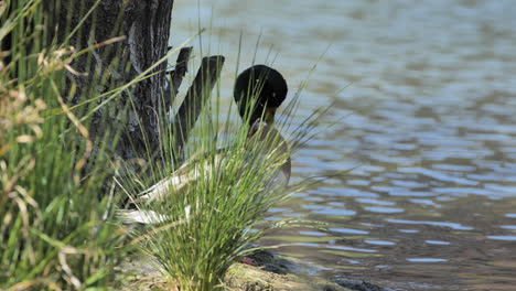 Beautiful-male-mallard-duck-cleaning-his-feathers-near-a-pond-Montpellier