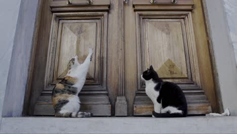 Dos-Gatos-Relajándose-Frente-A-Una-Antigua-Puerta-De-Madera-En-La-Histórica-Región-De-Plaka-En-El-Centro-De-Atenas,-Grecia