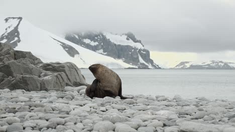 Toma-En-Movimiento-De-Una-Foca-Que-Se-Rasca-En-Una-Hermosa-Playa-Solitaria