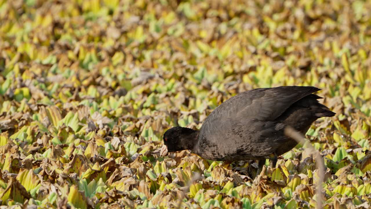 Eurasian Coot eating in lake