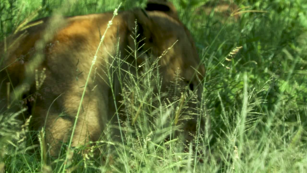 leona comiendo en la sabana, de cerca a través de la hierba