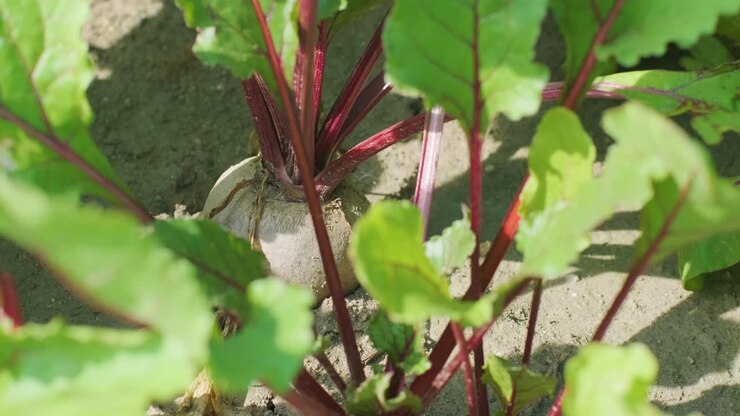 Red beetroots, organic beets with leaves on soil background