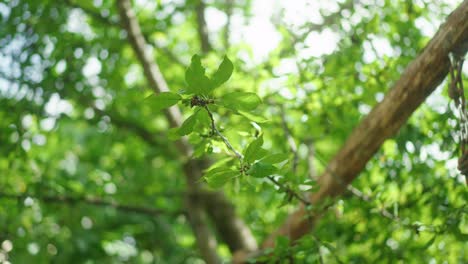 Spring-Forest