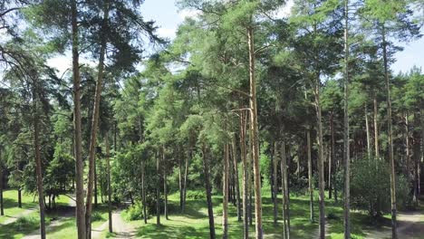 forest landscape aerial view