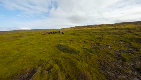 cinematic fpv aerial shot of a herd icelandic horses running in grassland landscape
